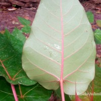 Ficus arnottiana (Miq.) Miq.